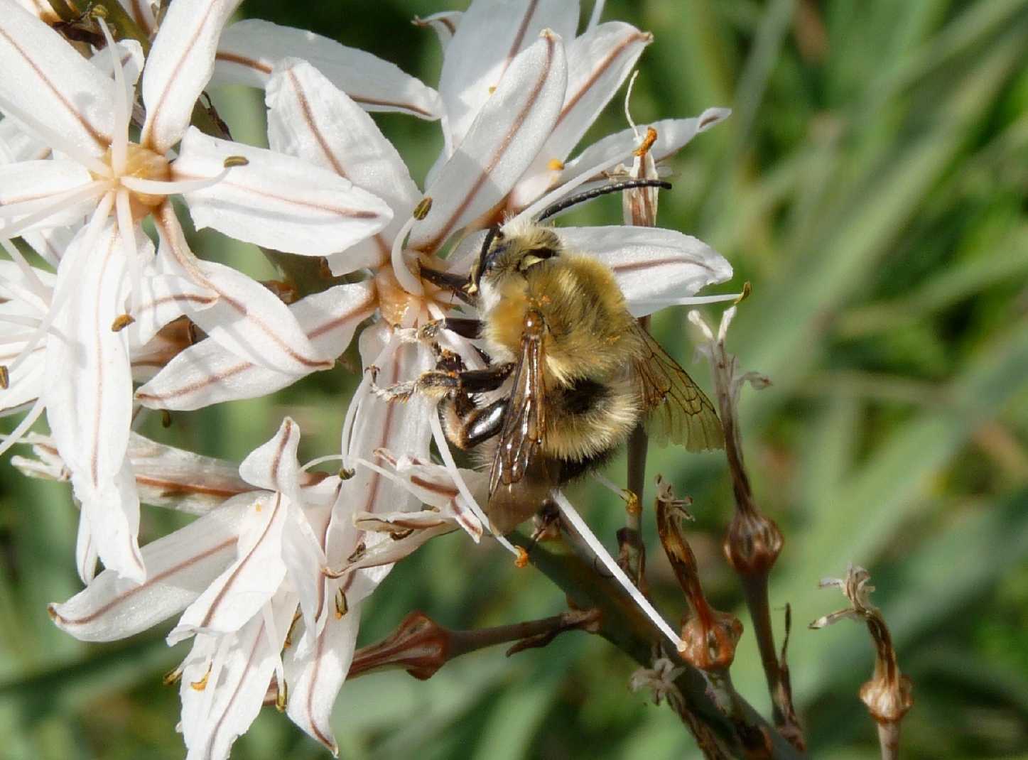 Un pascolo di asfodeli: Habropoda tarsata?